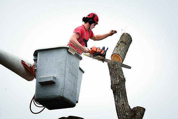 Best Tree Maintenance Programs  in Redan, GA